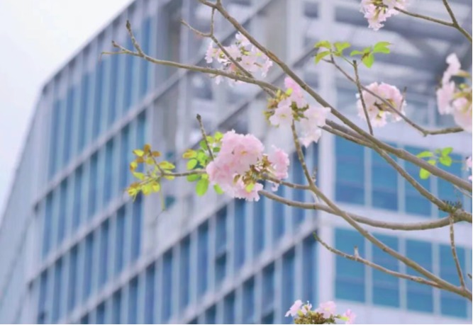 春日浪漫正发生在深圳理工