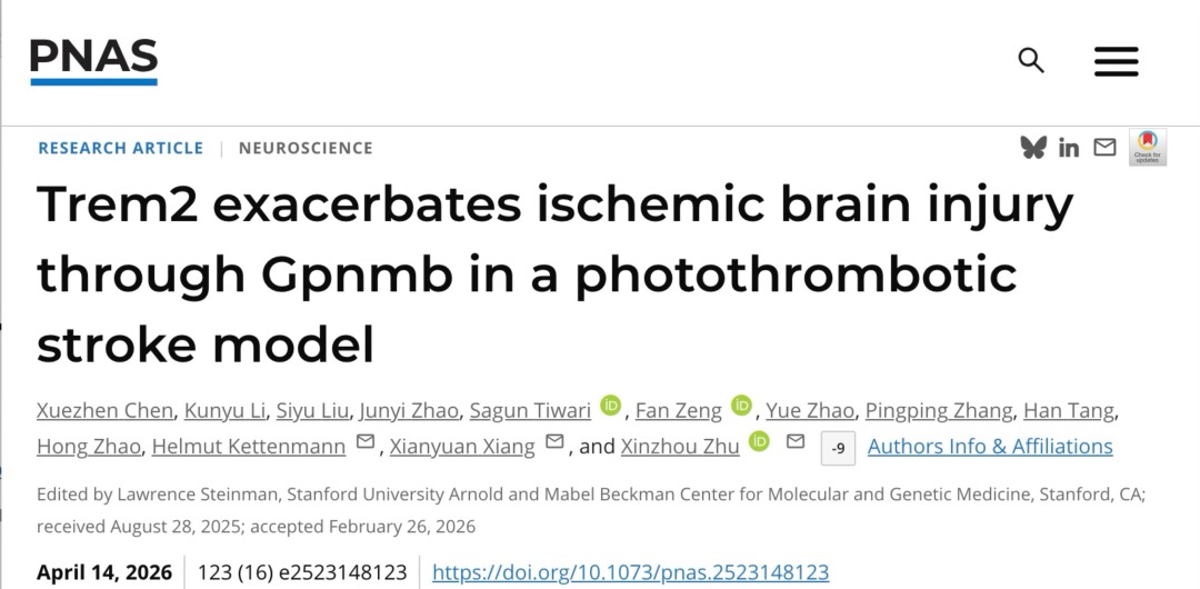 深圳理工大学团队联合揭示Trem2调控缺血性脑卒中后神经炎症新机制