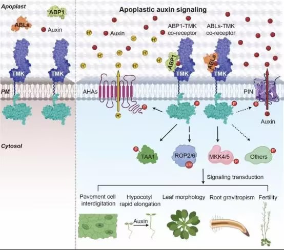 Cell｜杨贞标/徐通达合作首次揭示细胞膜外生长素的共受体ABLs和TMK