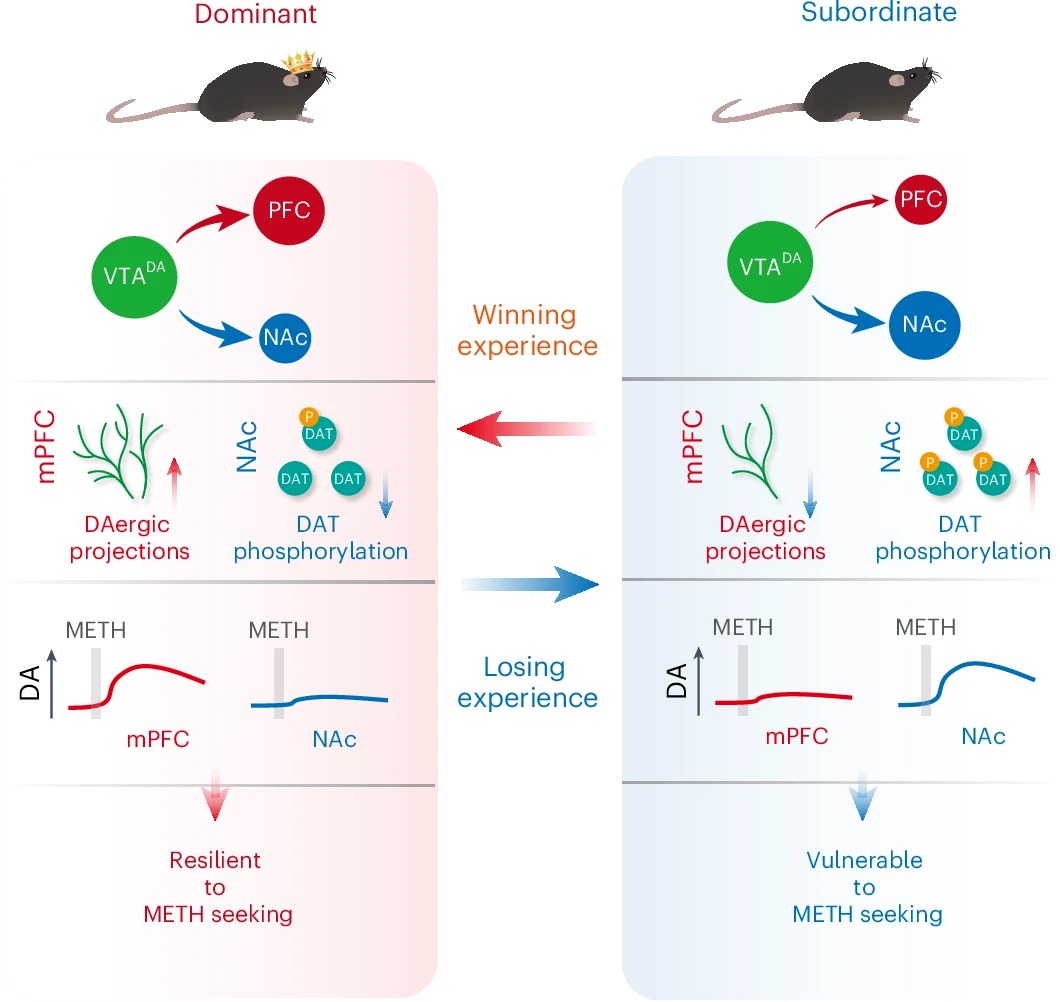 Nature Neuroscience | 深圳理工大学学者与合作团队揭示社会等级调节成瘾易感性的神经机制