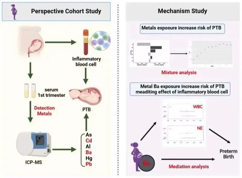 深圳理工大学教授联合揭示孕早期血清金属暴露致早产新机制