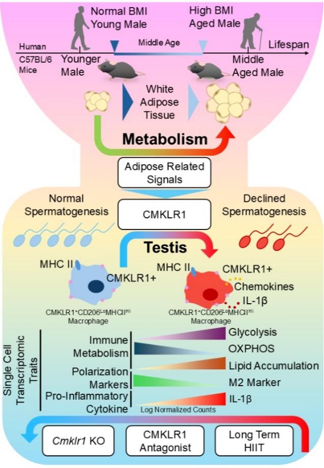 Advanced Science︱深圳理工大学特聘教授发文揭秘男性生殖衰老奥秘