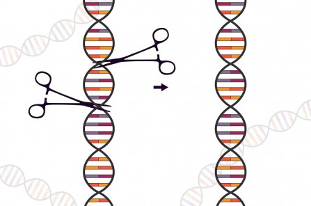 SIAT Scientists Made Progresses on Saccharomyces cerevisiae’s Biological Components Standardization and Applications in Metabolic Engineering